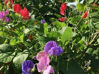 Sweet Peas