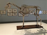 Horse Skeleton